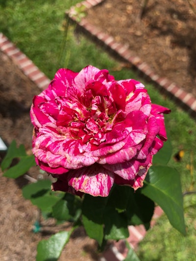 Photo: Jill Odom/Total Landscape Care