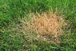 fertilizer-burn-yard