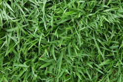 zoysia-grass-shutterstock_259673978