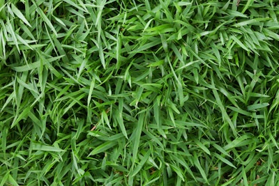 Zoysia Grass Shutterstock 259673978