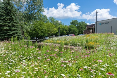 Natural areas like this are not planted and then ignored. Urban care gardeners with Prescription Landscape hand pull invasive plants such as Canada thistle and Buckthorn. Photo: Prescription Landscape