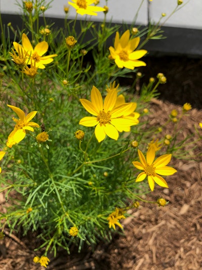 Seasonal Services works to use native plants that can handle Wisconsin’s climate. Photo: Jill Odom/Total Landscape Care