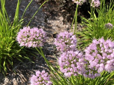 Photo: Jill Odom/Total Landscape Care