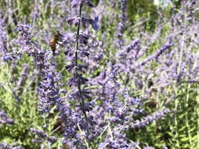 Photo: Jill Odom/Total Landscape Care