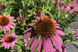 pollinator-bee-coneflower