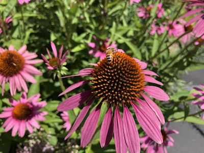 Photo: Jill Odom/Total Landscape Care