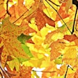 yellow-leaves