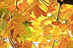 yellow-leaves