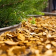 mulch-chips