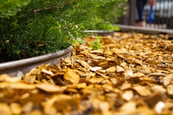 mulch-chips