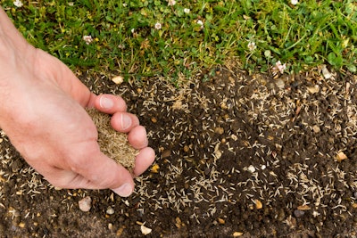 planting grass seed by hand
