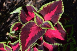 coleus-leaves