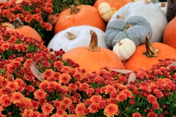 mums-and-pumkins