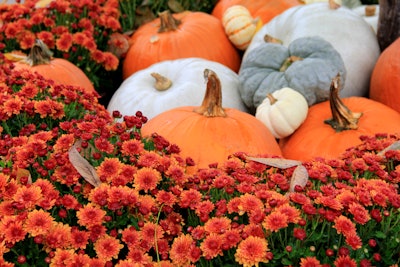 Shutterstock 1058282216