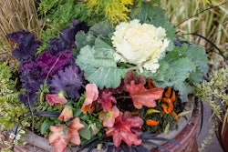 ornamental-cabbage-planter