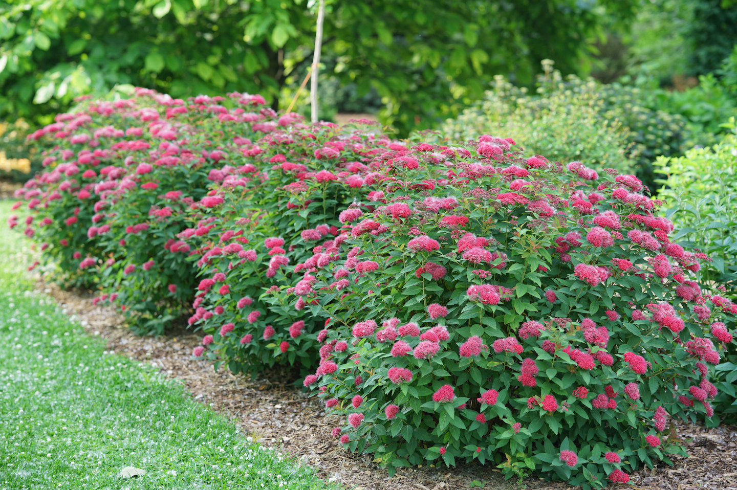 While certain plants are listed as deer-resistant, stress to clients no plant is deer-proof. Photo: Proven Winners