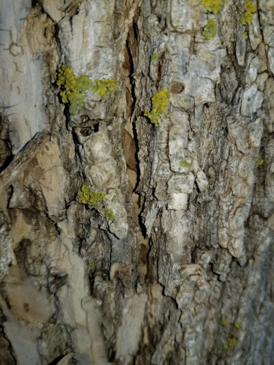 Bark split with larval gallery underneath. Photo: Dave Olson