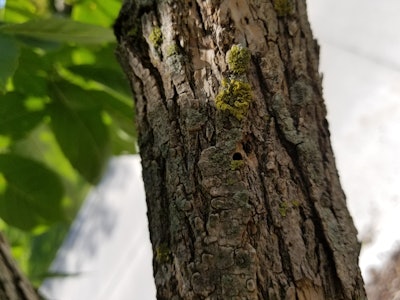 D-shaped exit hole caused by adult emerging, 1/8 inch across in size. Photo: Dave Olson