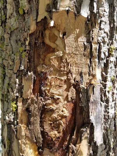EAB S-shaped gallery caused by larva. Photo: Dave Olson