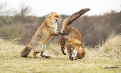 “Talk to the tail, buddy!” Photo: Alastair Marsh/The Comedy Wildlife Photography Awards 2019
