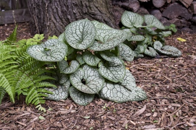 ‘Jack of Diamonds’ heartleaf brunnera Photo: Courtesy of Walters Gardens Inc.