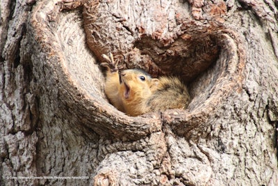 “STELLA!” Photo: Corey Seeman/The Comedy Wildlife Photography Awards 2019