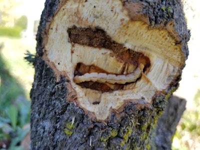 Fourth instar larva feeding in white fringetree (Chionanthus virginicus) another host of EAB. Photo: Dave Olson