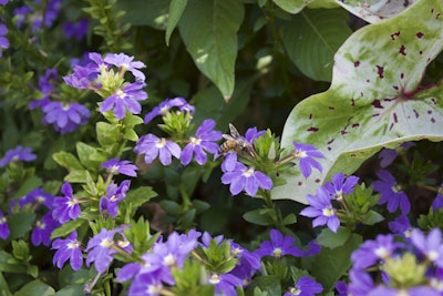 Photo: Beth Hyatt/Total Landscape Care