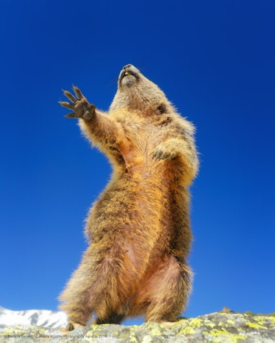 “I’m coming, Elizabeth!” Photo: Martina Gebert/The Comedy Wildlife Photography Awards 2019