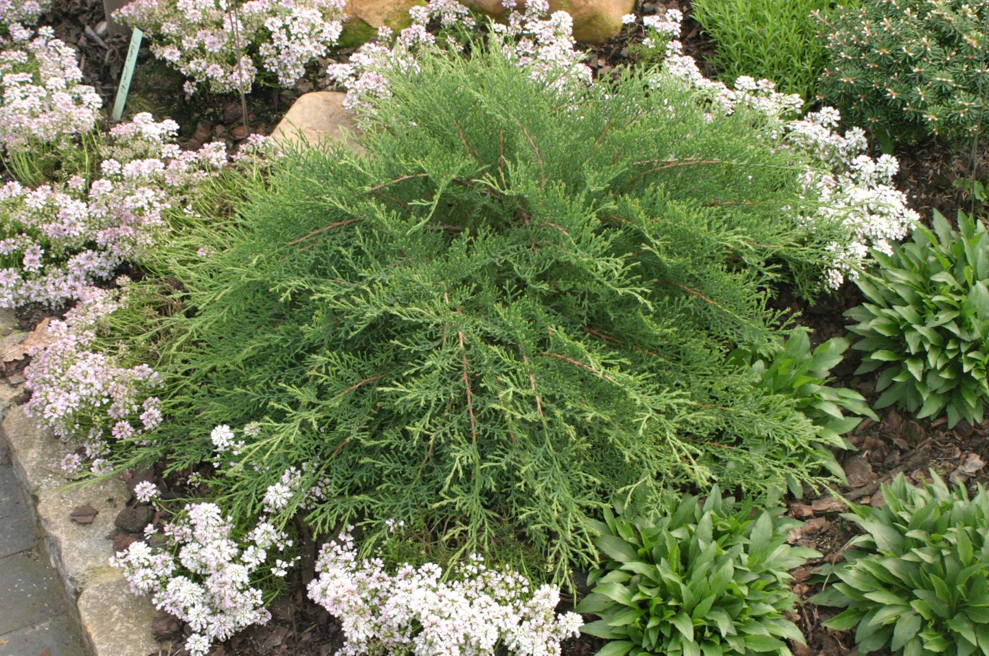 ‘Celtic Pride’ Siberian cypress is a hardy low-growing evergreen option that is deer-resistant. Photo: Proven Winners