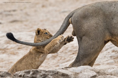 Grabbing life by the… Photo: Sarah Skinner/The Comedy Wildlife Photography Awards 2019