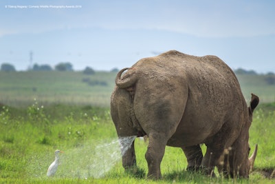 “I hate Mondays…” Photo: Tilakraj Nagaraj/The Comedy Wildlife Photography Awards 2019