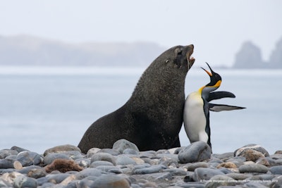 “Say that to my face, pal!” Photo: Thomas Mangelsen/The Comedy Wildlife Photography Awards 2019