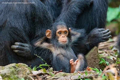 “Oh, this should be good.” Photo: Thomas Mangelsen/The Comedy Wildlife Photography Awards 2019
