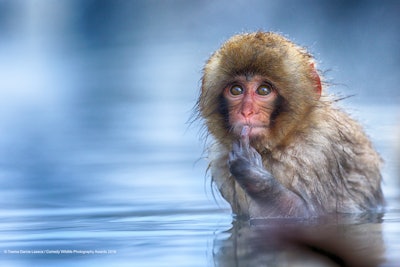 “Did I do that?” Photo: Txema Garcia Laseca/The Comedy Wildlife Photography Awards 2019