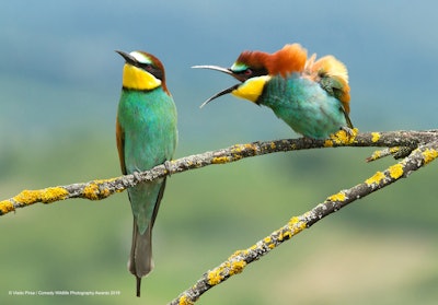 I guess it’s true what they say about selective hearing. Photo: Harry Walker/The Comedy Wildlife Photography Awards 2019