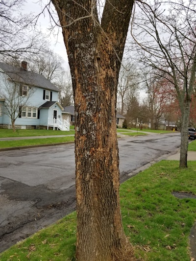 Bark “blonding” caused by woodpeckers feeding on EAB larva. Photo: Dave Olson