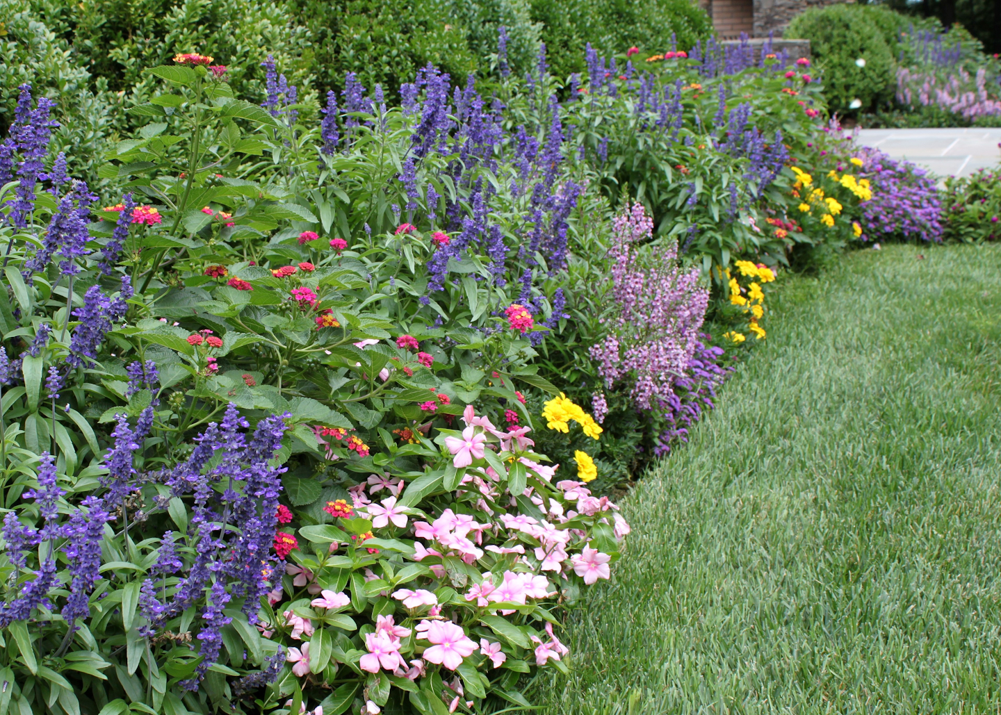 Deer-resistant landscapes can still be beautiful. This flower bed features annual vinca (Titan Icee Pink), blue salvia, lantana, yellow marigolds, lavender Angelonia and ageratum. Photo: Jan Johnsen