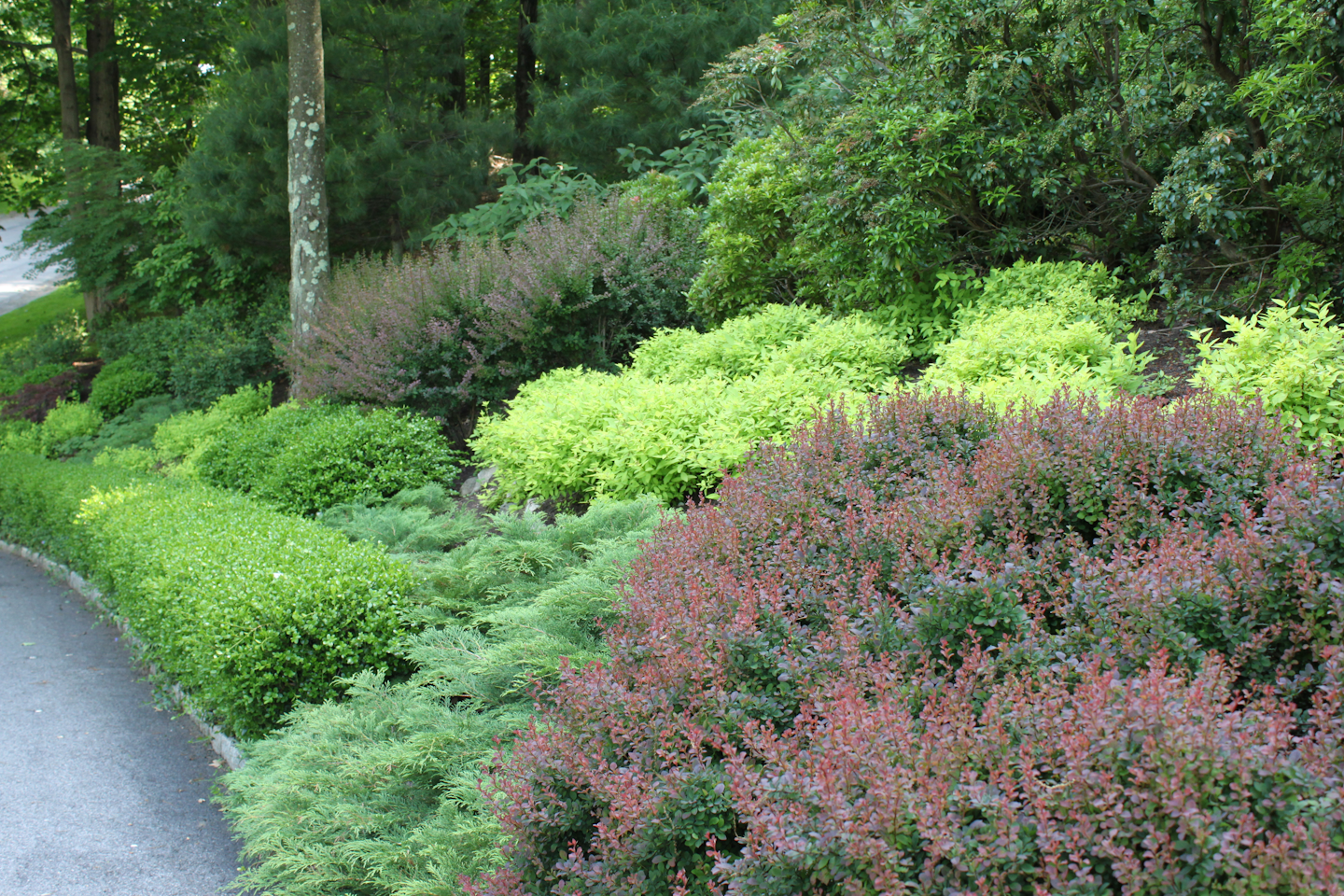 Another deer-resistant landscape Johnsen designed and installed includes Siberian cypress, boxwood, goldmound spirea, tall andromeda, viburnum and barberry. Johnsen notes barberry cannot be planted anymore as it is invasive. Photo: Jan Johnsen