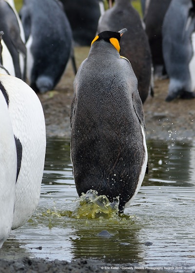 “Just play it cool and no one will know it was you.” Photo: Eric Keller/The Comedy Wildlife Photography Awards 2019