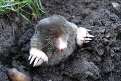 mole-13299_1280