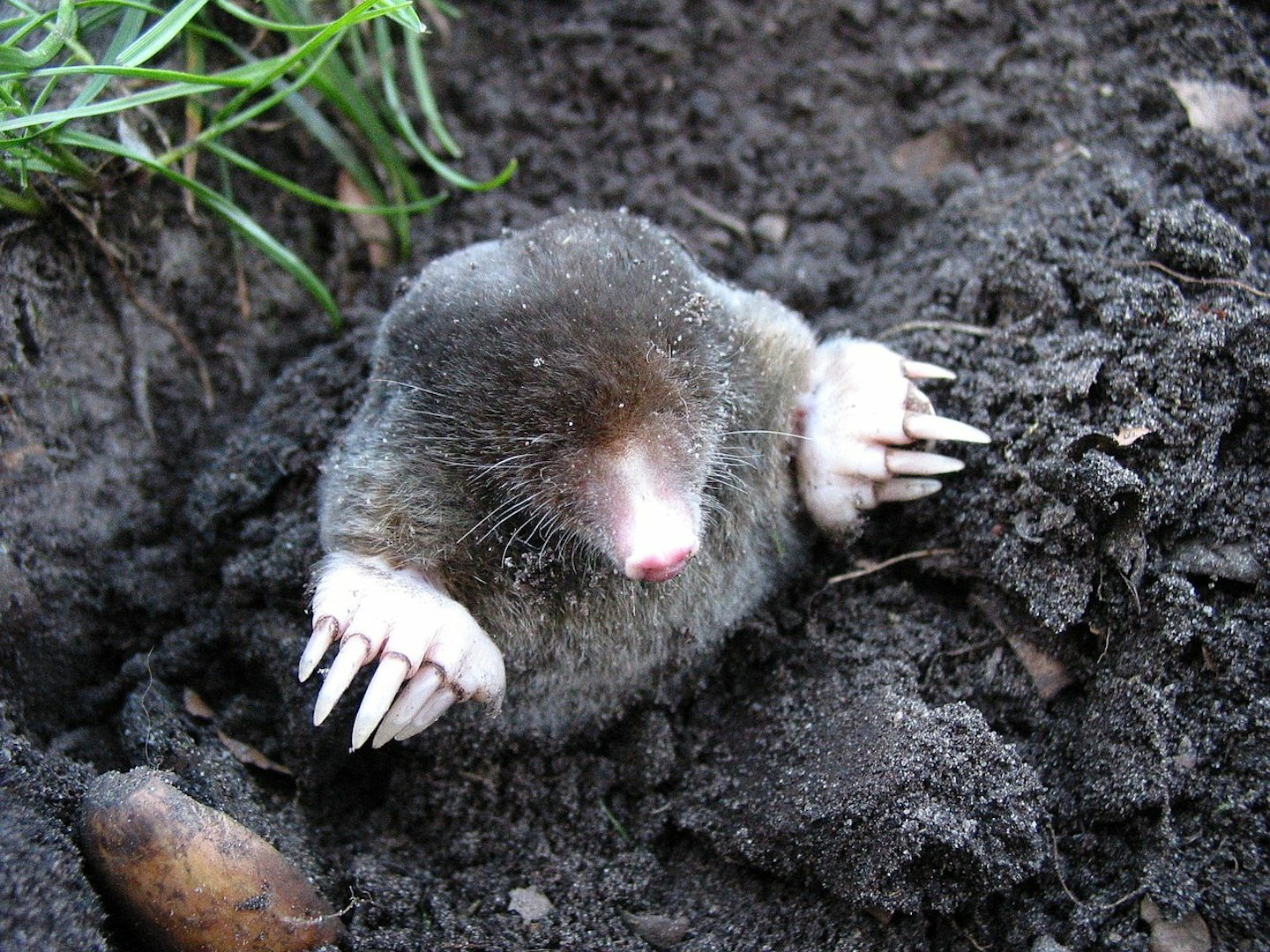 Which Control Methods Are The Most Effective With Dealing With Moles Total Landscape Care