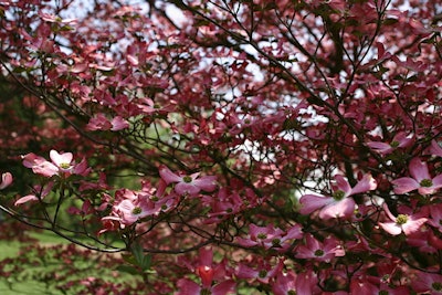 Dogwoods Photo: Wikimedia Commons