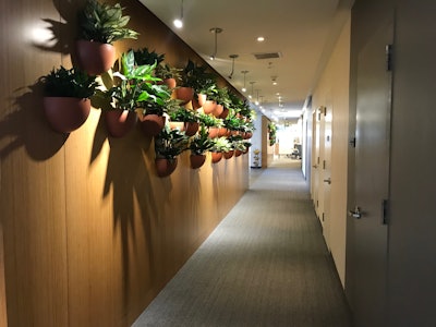 Living plants offer many benefits in office spaces. Photo: Ambius
