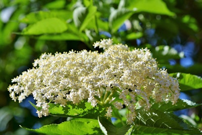 Elderberry Photo: Pixabay