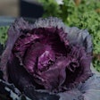 ornamental-cabbage-purple