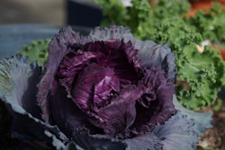 ornamental-cabbage-purple