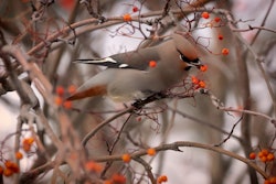 bird-in-winter-tree-red-berries