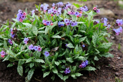 purple-common-lungwort