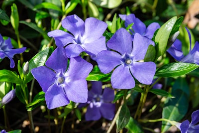 Shutterstock 1371003641